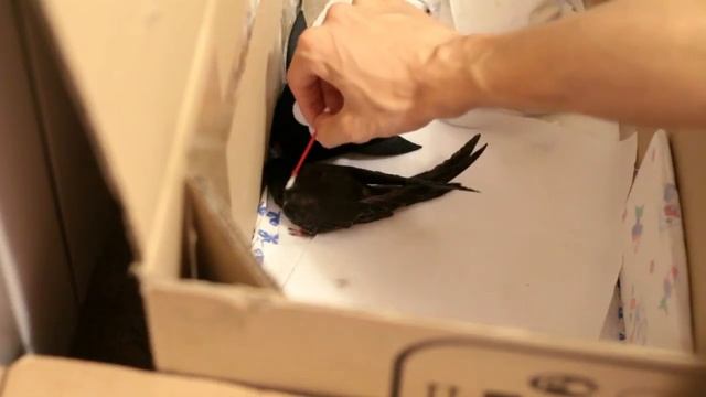 Как приручить дикого стрижа? Почесать! смотреть онлайн