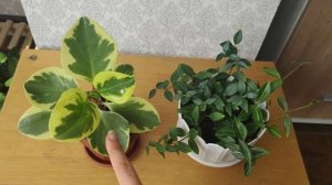 ТОП 10 самых неприхотливых комнатных растений.Самые нетребовательные и выносливые комнатные растени