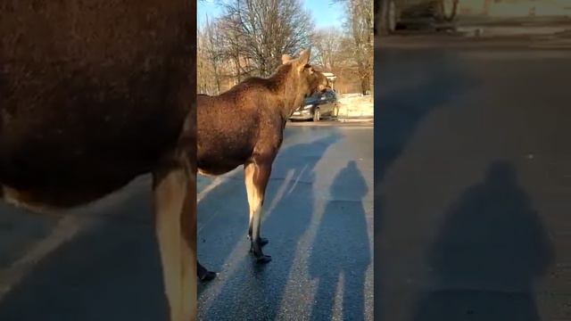 Олень в Кемерово красота! смотреть онлайн