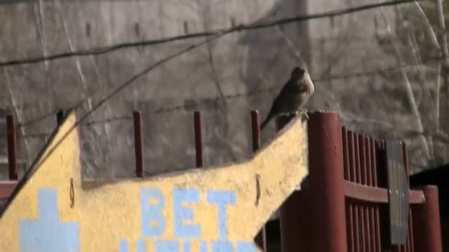 Воробьи рекомендуют ветклинику Бемби смотреть онлайн