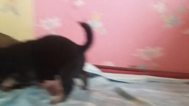 Щенки моей собаки нас теперь 8 !!!!