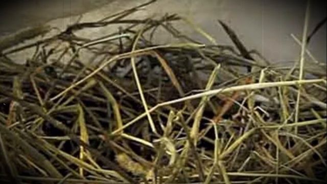 Сено для домашних кроликов смотреть онлайн