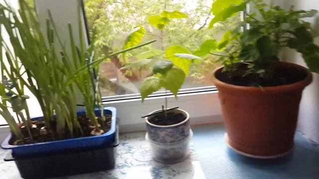 Бюджетный суп из жареной кильки