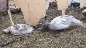 Сколько дней собирать яйцо на инкубацию ? / Мускусные утки / Гуси / Индоутки / Как и где хранить ?