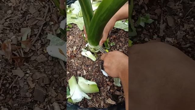 การยกยอดหูช้างด่างขาว. (Alocasia gageana Albo)🐘🤍🌿 смотреть онлайн