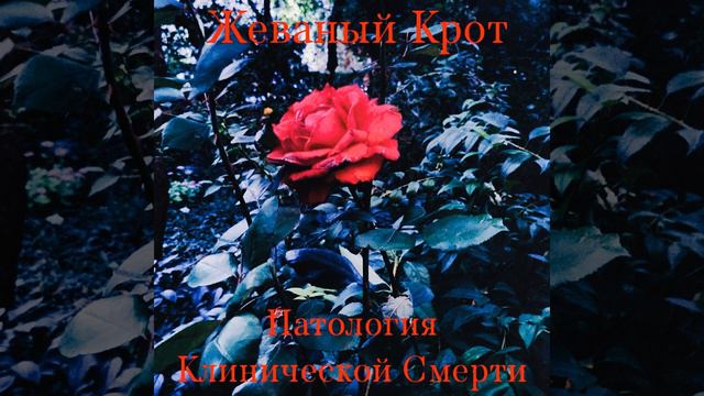 Патология Клинической Смерти смотреть онлайн