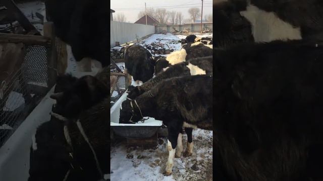 Телятам (Голштины) уже по 10, 12 месяцев!!!! смотреть онлайн