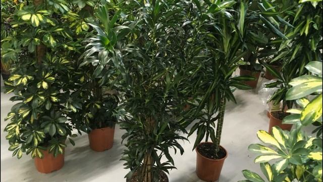 Фэн-шуй офиса. Мастер фэн-шуй Анастасия Горностаева. смотреть онлайн