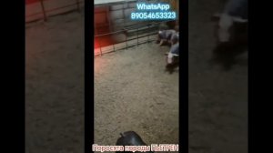 Поросята породы Пьетрен и Крупная Белая