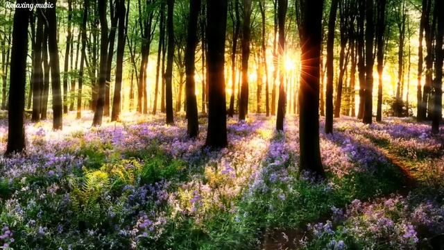 Релакс музыка Музыка для медитации успокоения Relax music Meditation music Music for sleep смотреть онлайн