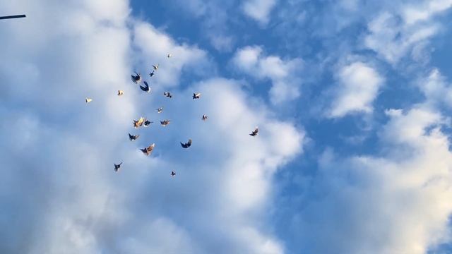 Николаевские голуби Воронежская область смотреть онлайн