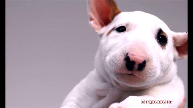 К чему снится СОБАКА (ЩЕНОК) | СОННИК смотреть онлайн