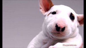 К чему снится СОБАКА (ЩЕНОК) | СОННИК