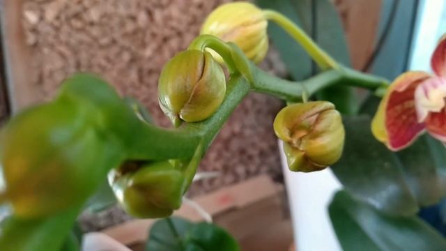 ЦВЕСТИ орхидеи СТАНУТ АМПЕЛЬНО, если ПОЛИВАТЬ ЭТИМ! подкормка орхидеи ДЛЯ ОБИЛИЯ БУТОНОВ! смотреть онлайн