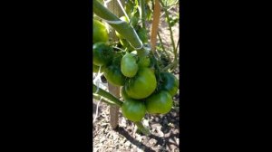 ТОМАТ  СИБИРСКИЙ  КИВИ  СОВСЕМ НЕ КИВИ . ОТЗЫВ О ТОМАТЕ  СИБИРСКИЙ  КИВИ