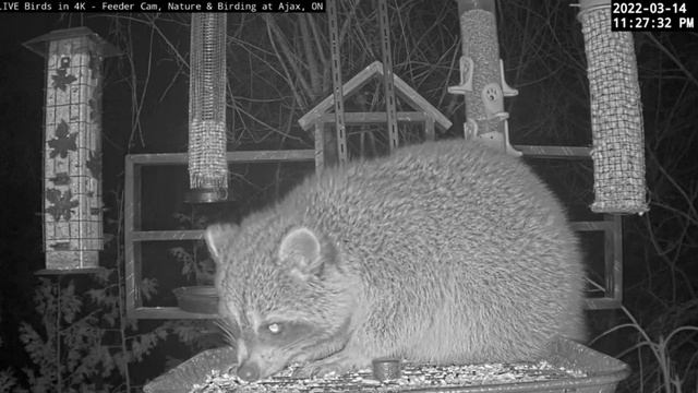 Енот- ночная птичка- чистит кормушку для птиц #Кормушки#Птицы#Белки#Еноты#Онтарио,Канада смотреть онлайн