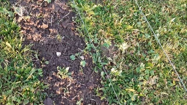 Tayberry (buckingham) 2020 смотреть онлайн