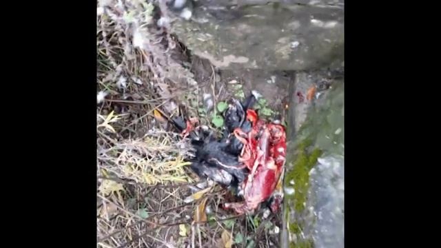 Дрянь- живущая в Бакланах. смотреть онлайн