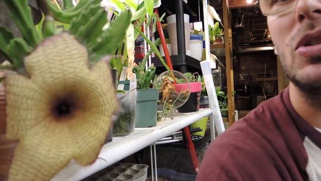 Stapelia gigantea Flower! смотреть онлайн