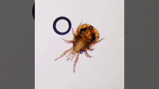 Мир под микроскопом