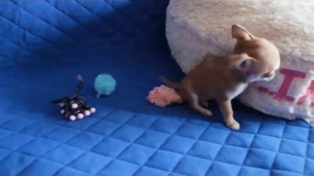 Красивая рыжая девочка чихуахуа.Мини. смотреть онлайн