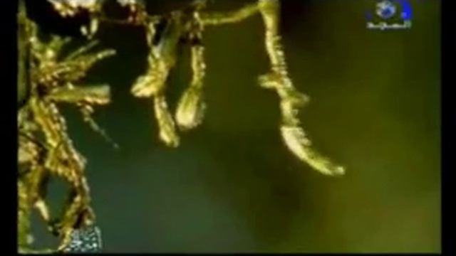 Хадис: Благословенная умма смотреть онлайн