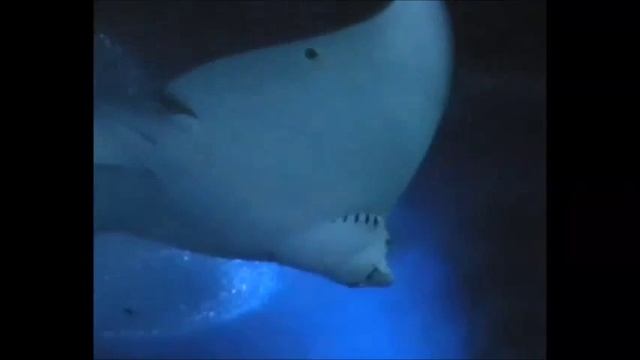 Underwater World Pattaya Подводный Мир Паттайя Океанариум
