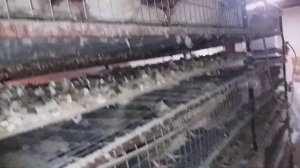 Промежуточные валы в системе помётоудаления