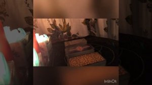 ПРО ДАРЫ. ОТКУП ЗА РУНИЧЕСКИЙ СТАВ.