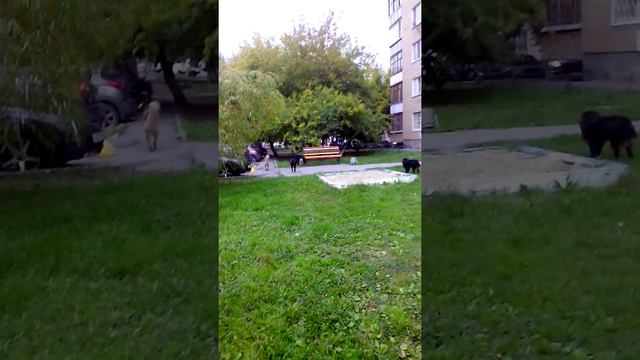 Бродячие собаки город Тюмень ул.Свердлова смотреть онлайн