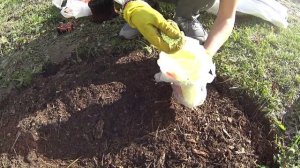 Как ПРАВИЛЬНО посадить ГОЛУБИКУ