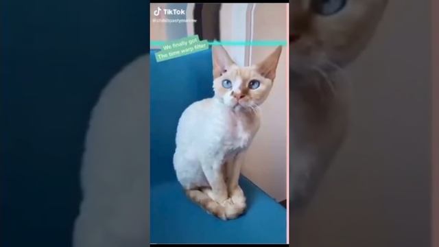 Time Warp Filter Compilation ? Pet Edition: Drawing the end result // смотреть онлайн