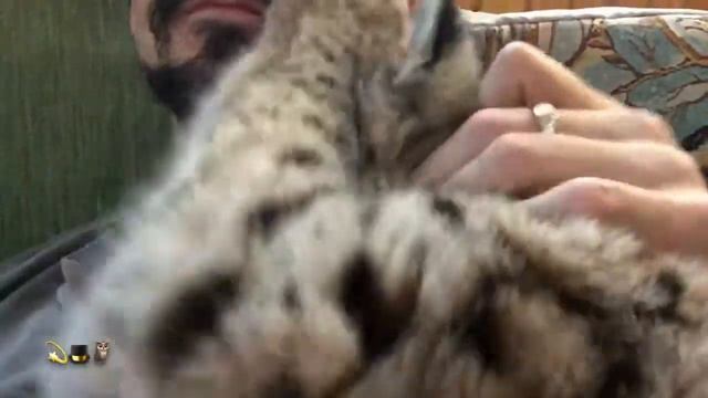 Рысек ласковая смотреть онлайн