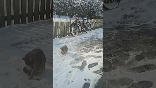 папа вепа гема боди смотреть онлайн