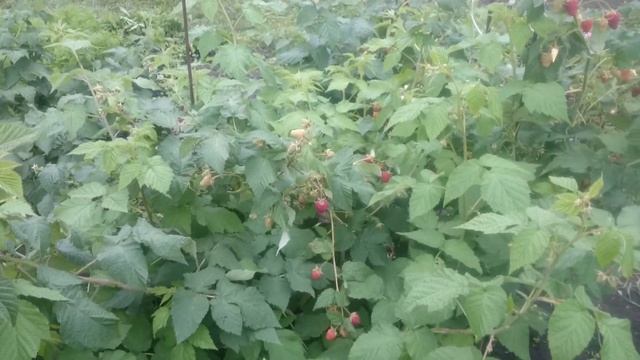Ремонтантная малина Малиновая гряда в Омске! Урожай сезона 2019г. смотреть онлайн