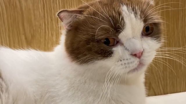 24 HOUR Calming Music for Cats with Anxiety | Sleep Music for Cats | Videos for Cats #42 смотреть онлайн