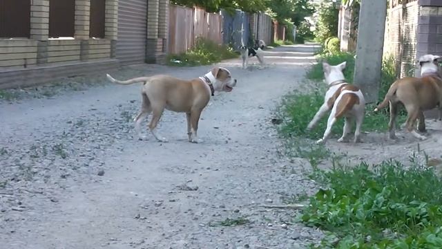 Девочки ( 3,5 месяцев ) Голд х Бона смотреть онлайн