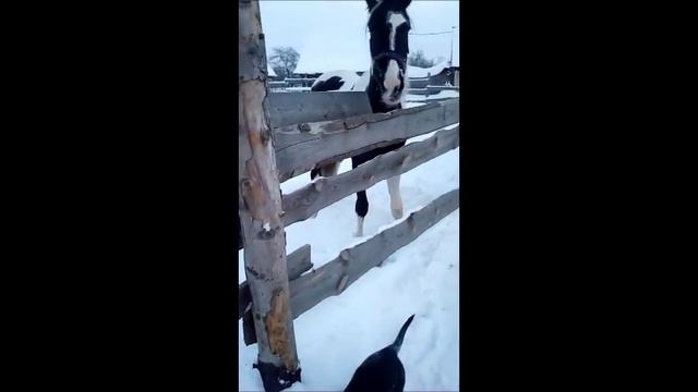 Собака+лошадь равно... смотреть онлайн