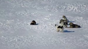 Росомаха и собаки