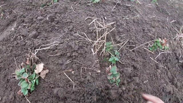 Як ПРАВИЛЬНО пересадити полуницю весною/Нюанси смотреть онлайн