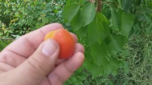 Абрикос ранний сорт Цунами(apricot Tsunami)