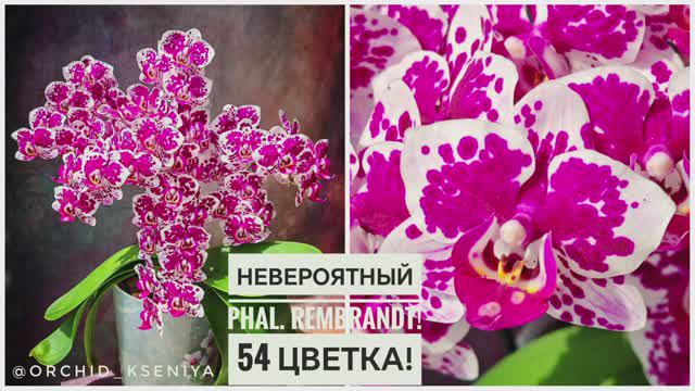 54 цветка у орхидеи Рембрандт! 😱🌸 Постаралась на славу моя девочка! 7 лет в коллекции | Обзор смотреть онлайн