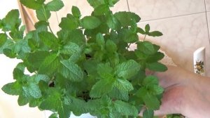 Мята на подоконнике круглый год. Легко и просто.