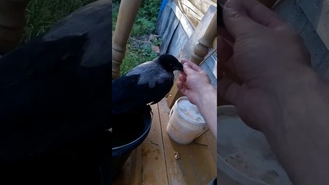 Забавный общительный ворон Валера!))) смотреть онлайн