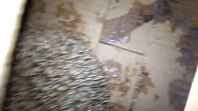 ЁЖ ЗАСТРЯЛ В СЕТЯХ. Спасаем ежа. Что с ним стало? смотреть онлайн
