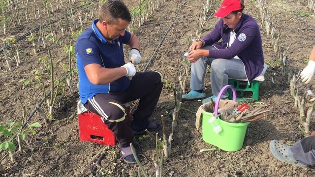 Прививка грецкого ореха. Инокулиране на орех. Εμβολιασμός καρυδιάς.Grafting of walnut смотреть онлайн