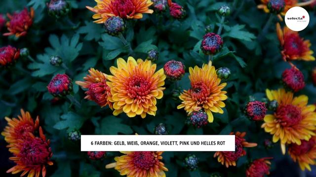 Gartenchrysanthemen-Serie Yooky® смотреть онлайн