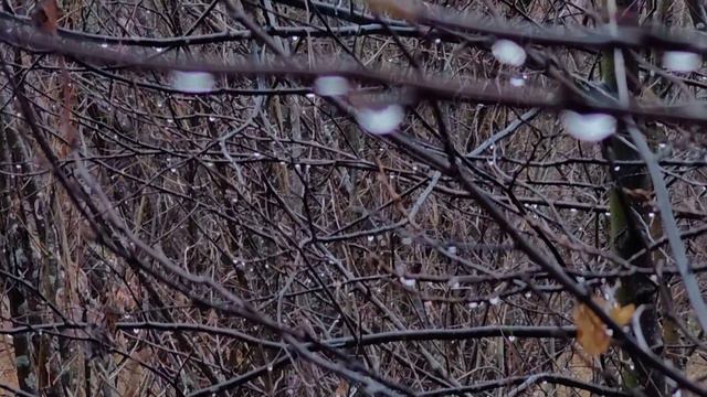 "... в каплях осенних... "
Видеопоэзия. Читает автор А. Шведун. Монтаж, видео, О. Дзиов. смотреть онлайн