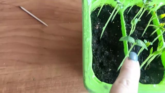 #2 Начало дачного сезона .Первые всходы 2022года#купилизаброшеннуюдачу#дача#сибирь смотреть онлайн