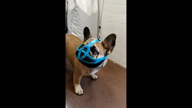 Намордник для бульдога мопса и других короткомордых пород собак смотреть онлайн